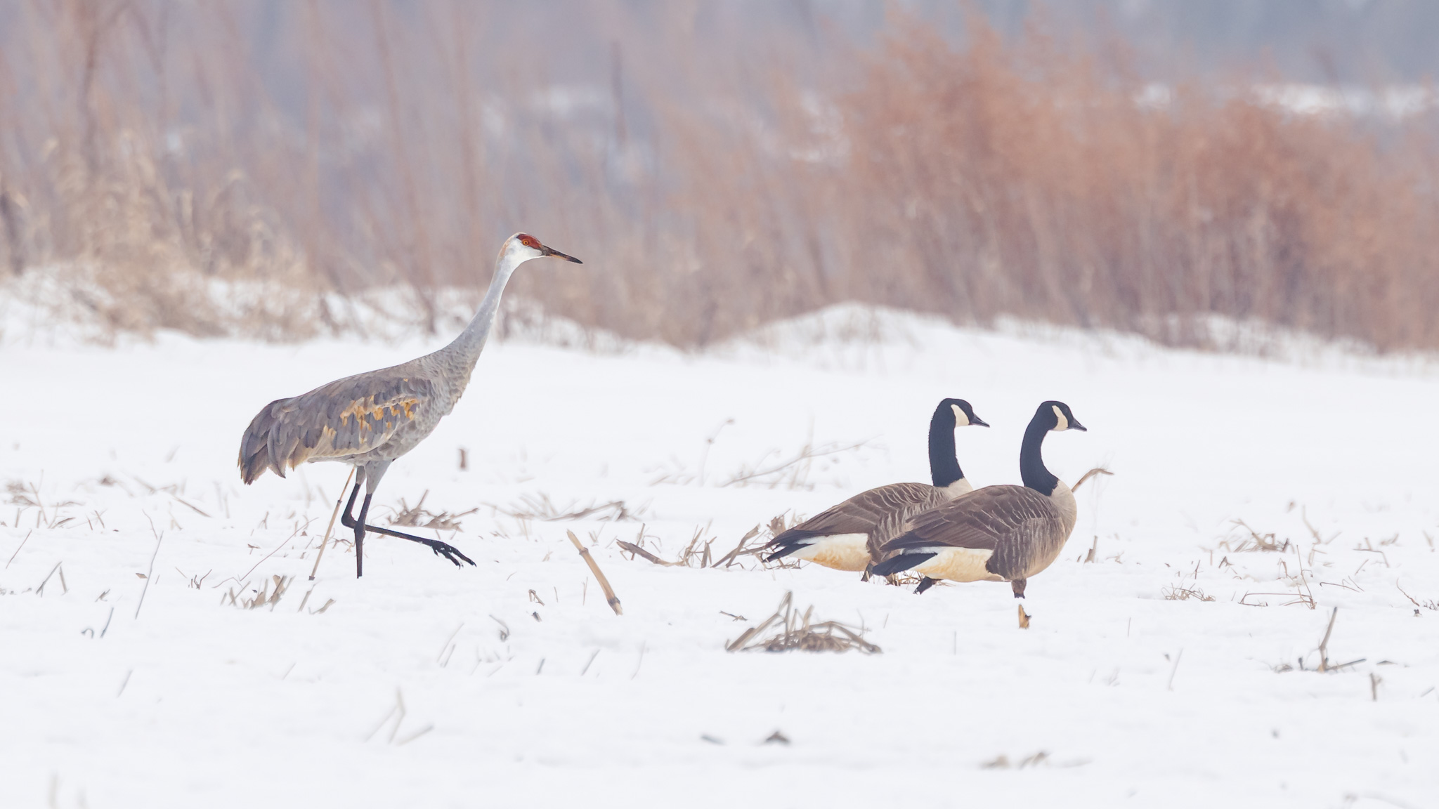 Sandhill Crane & Canada Geese - The Snowy Speed Race!